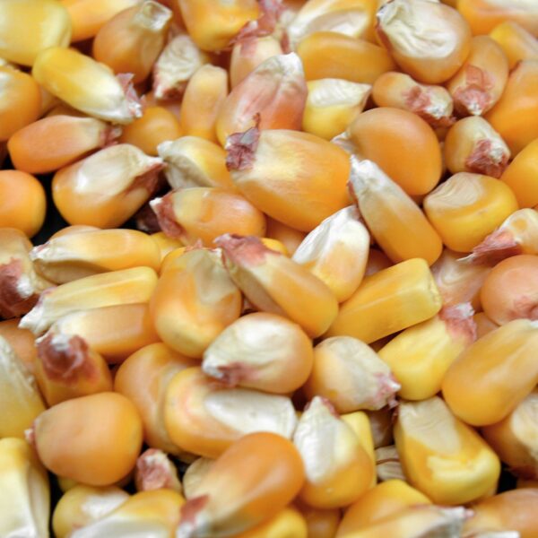imgi 4 yellow maize