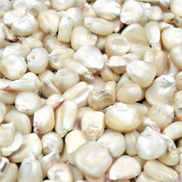 imgi 5 white maize 1