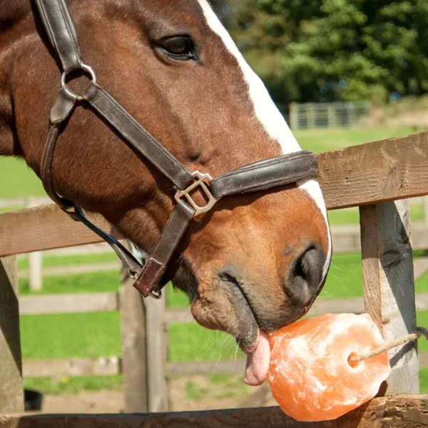 imgi 8 mineral lick salt